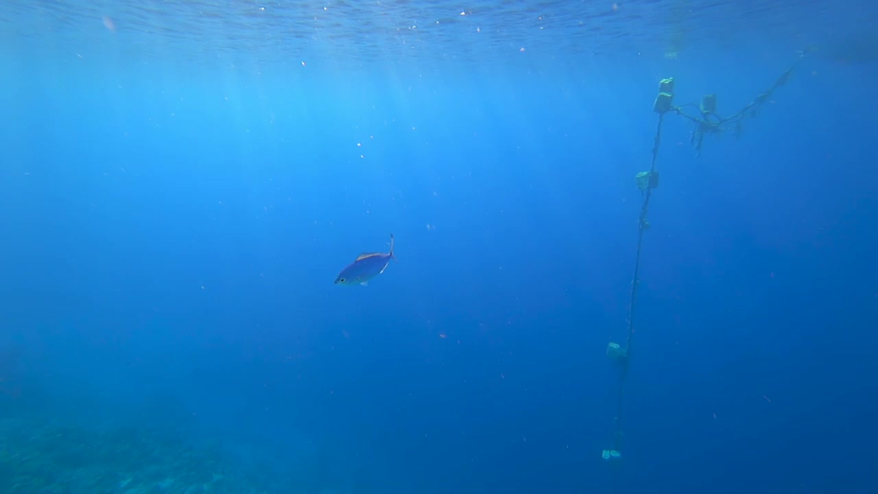 美丽的蓝鱼在红海的海底游泳，阳光照亮了它视频素材