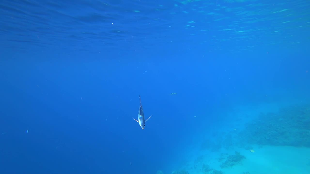 美丽的蓝鱼在红海的海底游泳，阳光照亮了它视频素材