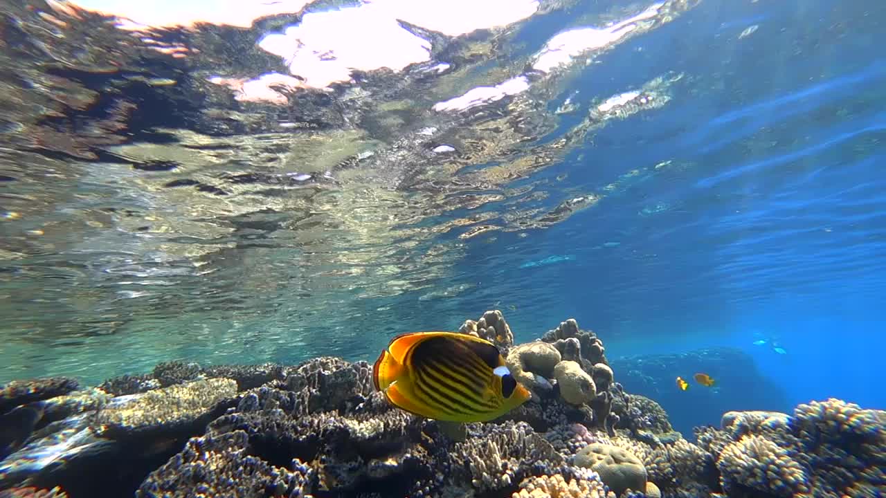 海底世界在红海的海底，热带鱼在珊瑚附近游泳视频素材