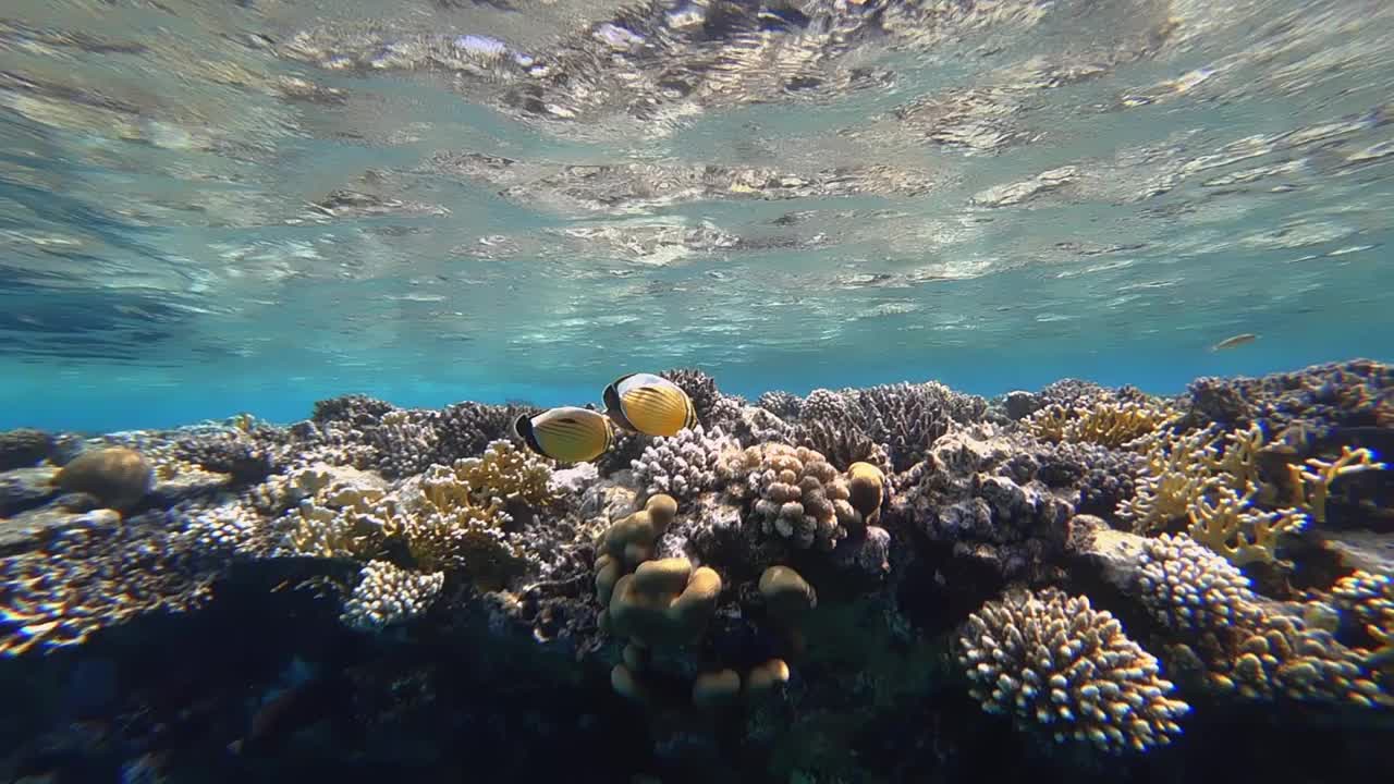 海底世界在红海的海底，热带鱼在珊瑚附近游泳视频素材