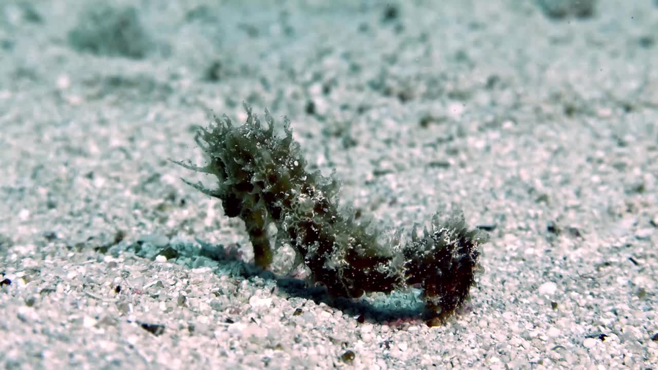 一段在地中海的多刺海马(海马体)的4k视频片段视频素材