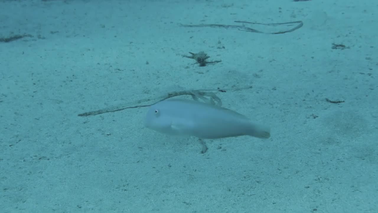 在地中海，一条珍珠Razorfish (Xyrichtys novacula)的高清视频片段视频素材