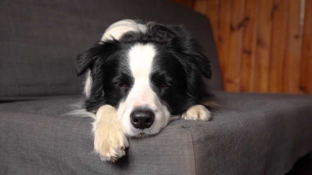 有趣可爱的小狗博德牧羊犬躺在家里的沙发上。宠物狗准备睡在舒适的沙发上休息。宠物护理和动物概念视频素材