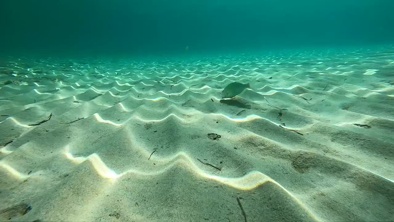 一条鱼在海底附近游泳，被沙子覆盖视频素材