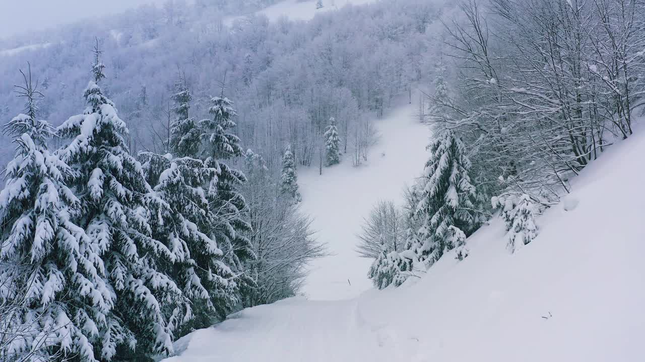 茂密的云杉森林覆盖着喀尔巴阡山脉的雪山，雪花从天空中飘落视频素材