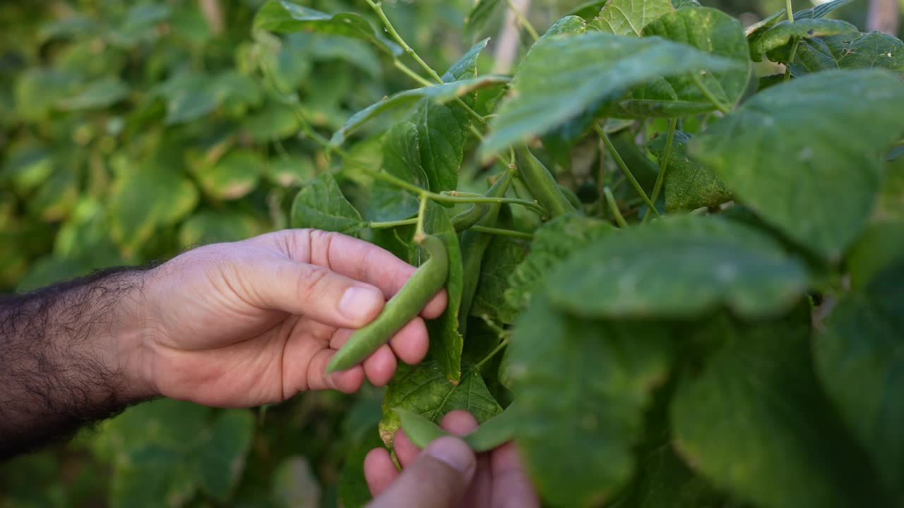 农夫的手在菜园里收割青豆。视频素材