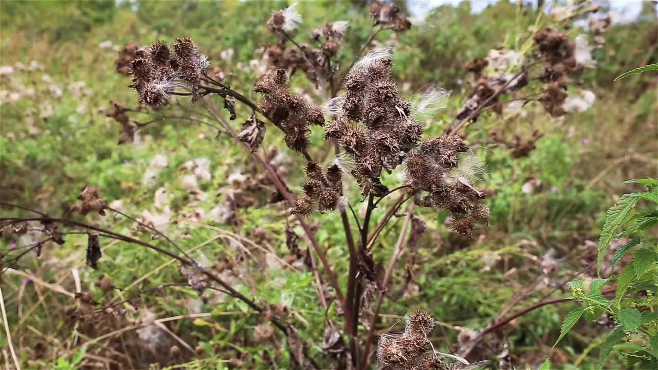 大牛蒡，干花视频素材