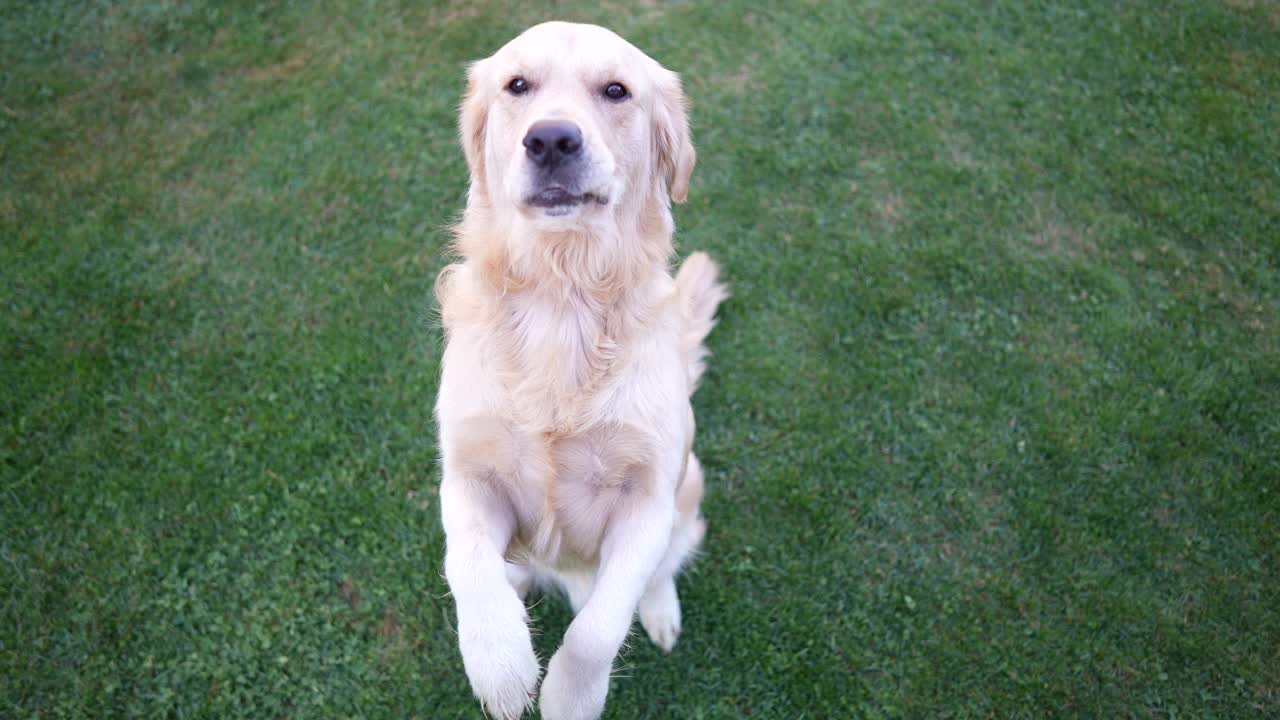 金毛猎犬站在草地上视频素材