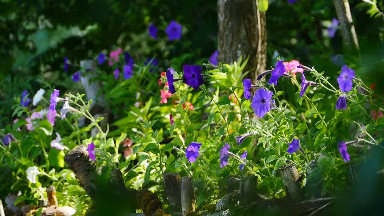 盛开的花园矮牵牛花被阳光照亮视频素材