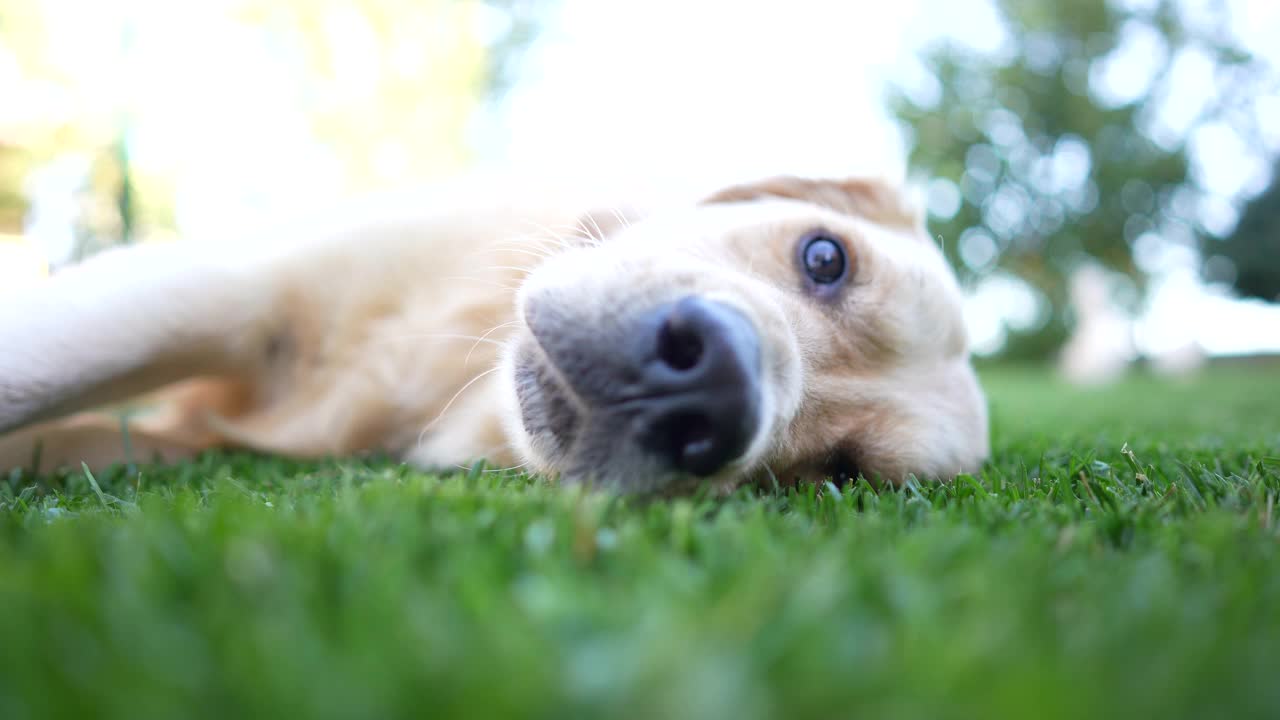 金毛寻回犬在草地上打盹视频素材