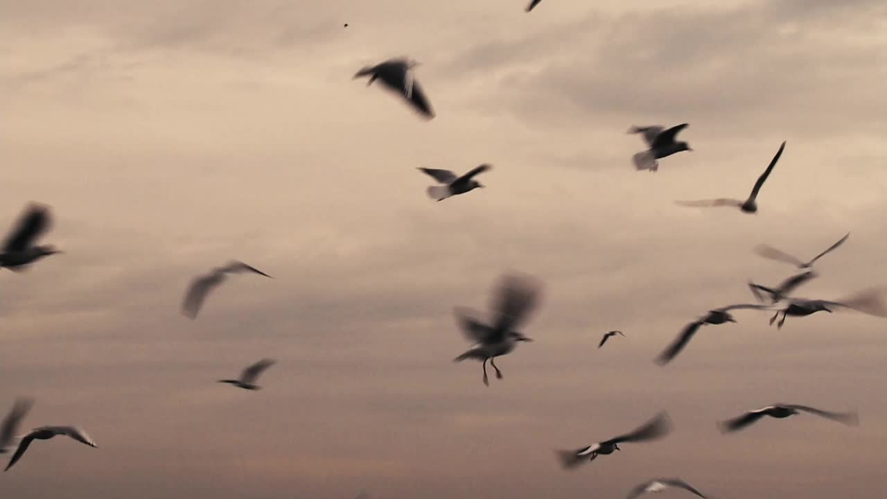 天空和飞翔的海鸥视频素材