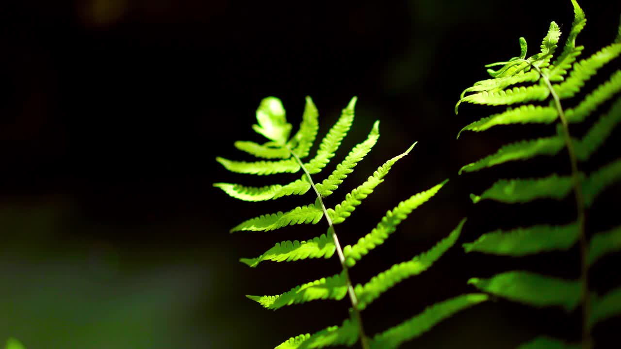 阳光照射在茂盛的绿色蕨类植物上视频素材