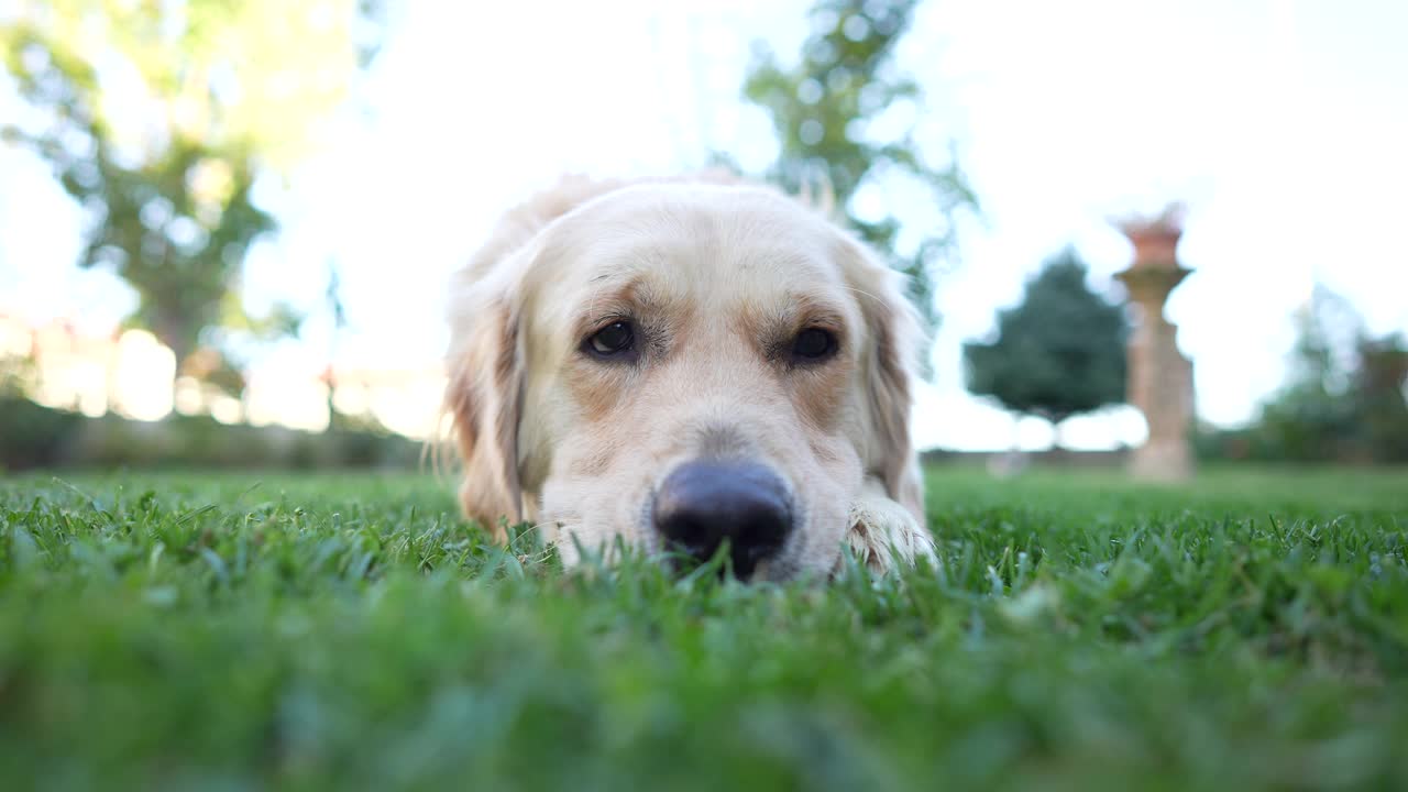 金毛寻回犬在草地上打盹视频素材