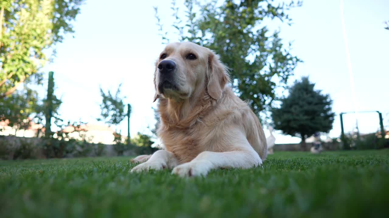 金毛寻回犬在草地上打盹视频素材