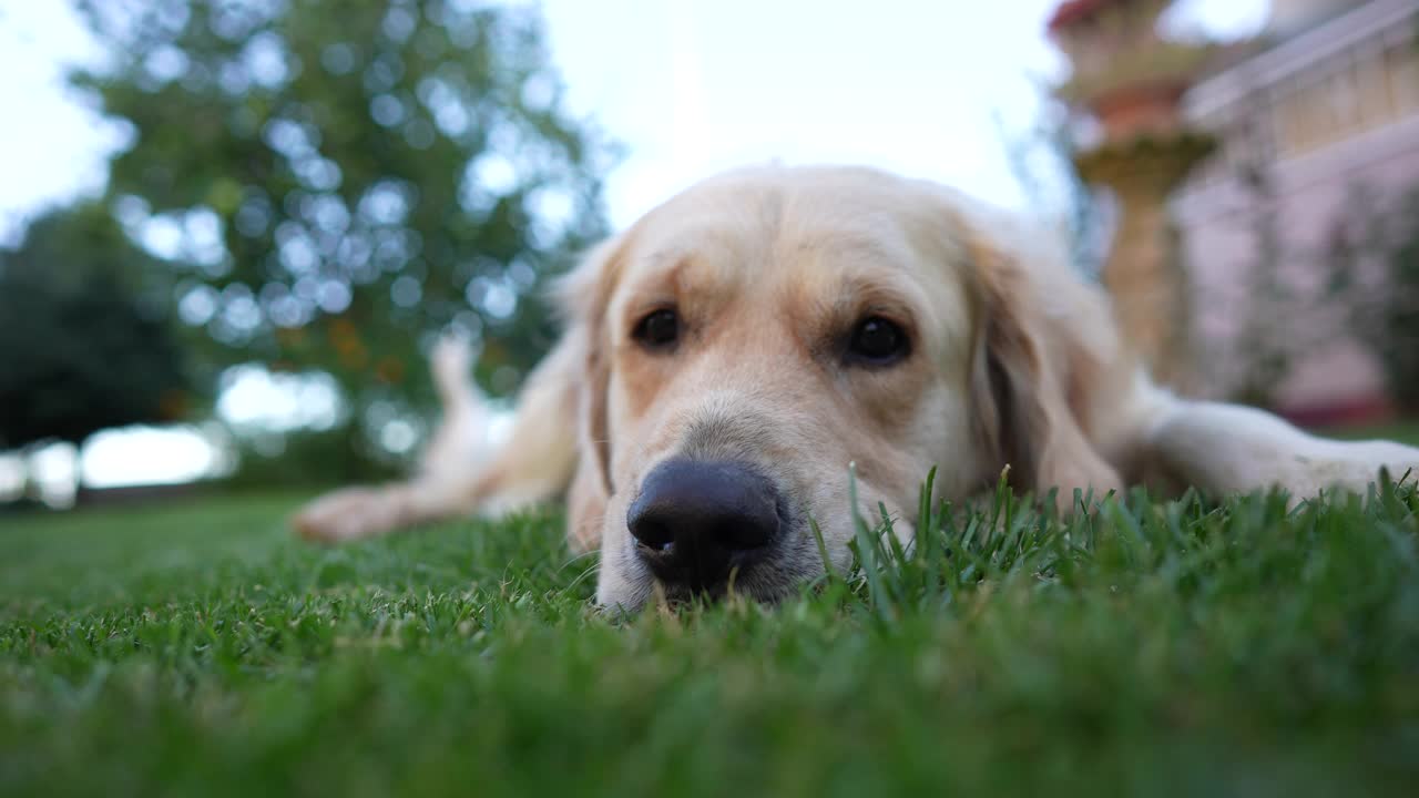 金毛寻回犬在草地上打盹视频素材