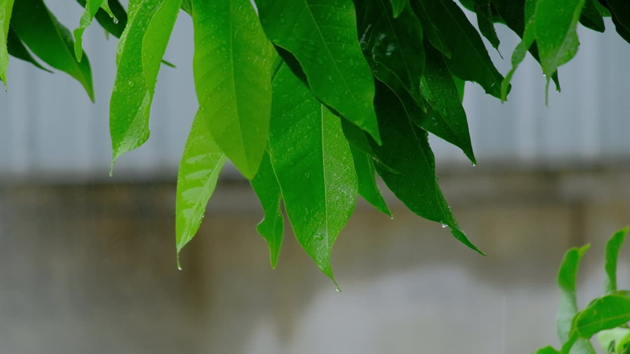 潮湿的绿叶上有雨滴和露珠在雨中飘动。视频素材