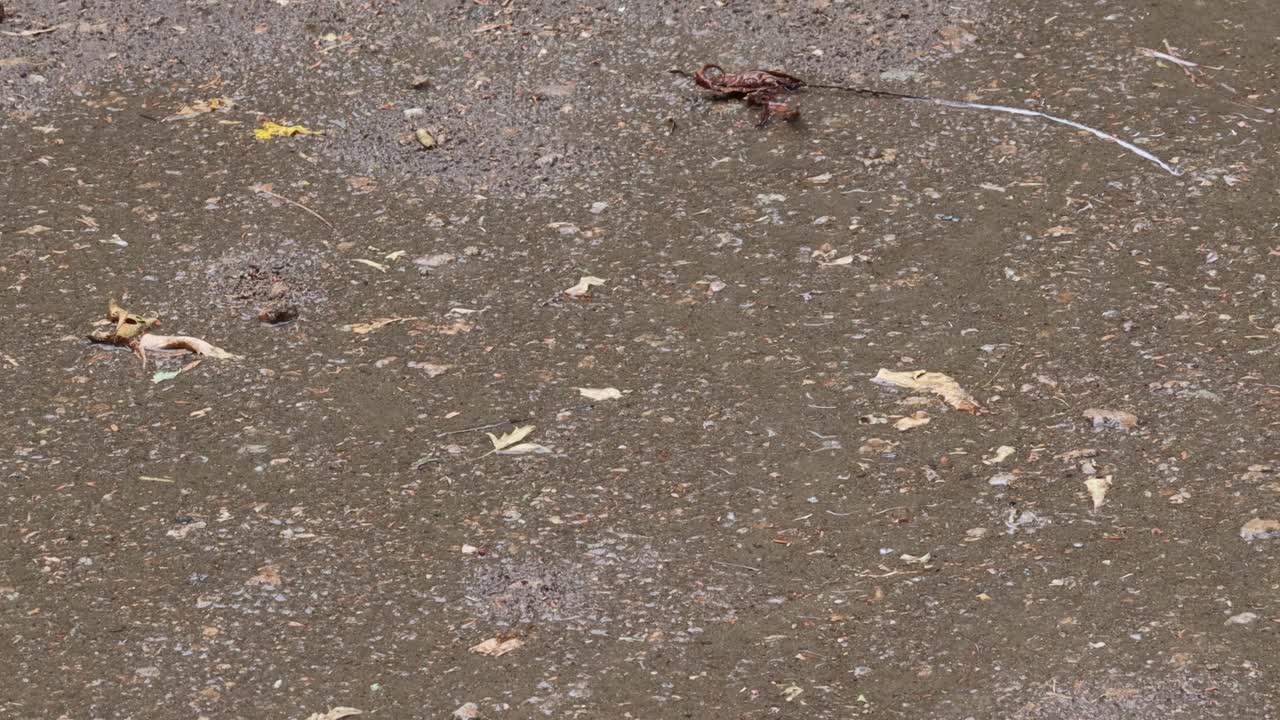 夏天雨水落在干燥的土地上。概念到气候变化，全球变暖，季风季节，暴雨视频素材