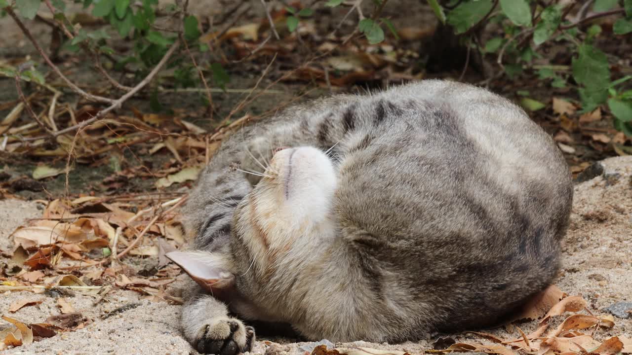 一只宠物母虎斑猫躺在地上突然看着摄像机后听到一个声音，虎斑猫自然视频素材