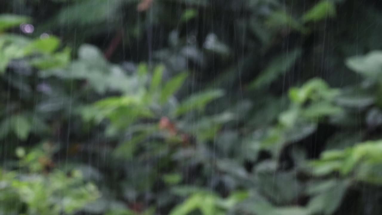 雨在森林中，自然的背景和纹理。模糊抽象，雨滴落在模糊的热带森林树木背景，美丽的自然散景背景视频素材