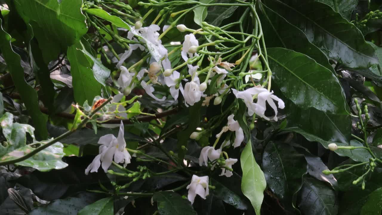 在雨季，会有强烈的雨水飞溅，狂风呼啸。雨水以水滴的形式落在白色的茉莉花上视频素材