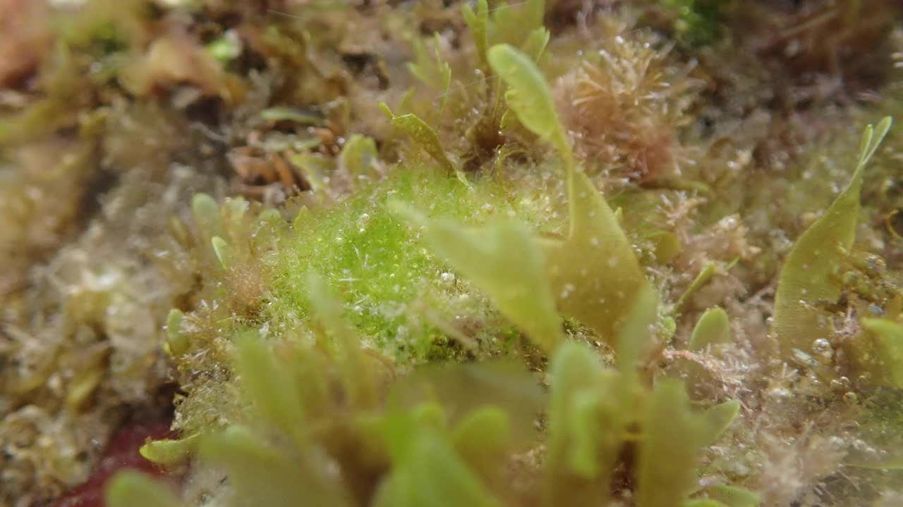 片形双孢菌/片形双孢菌，La Fosca, palamos, Costa Brava视频素材