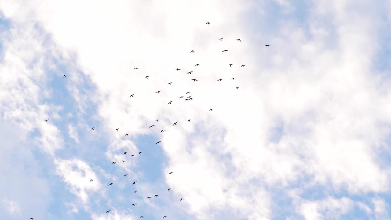 慢镜头镜头拍摄了一群雨燕在白色明亮的云朵上分散飞行的场景，在傍晚的灰色多云的天空中交替视频素材