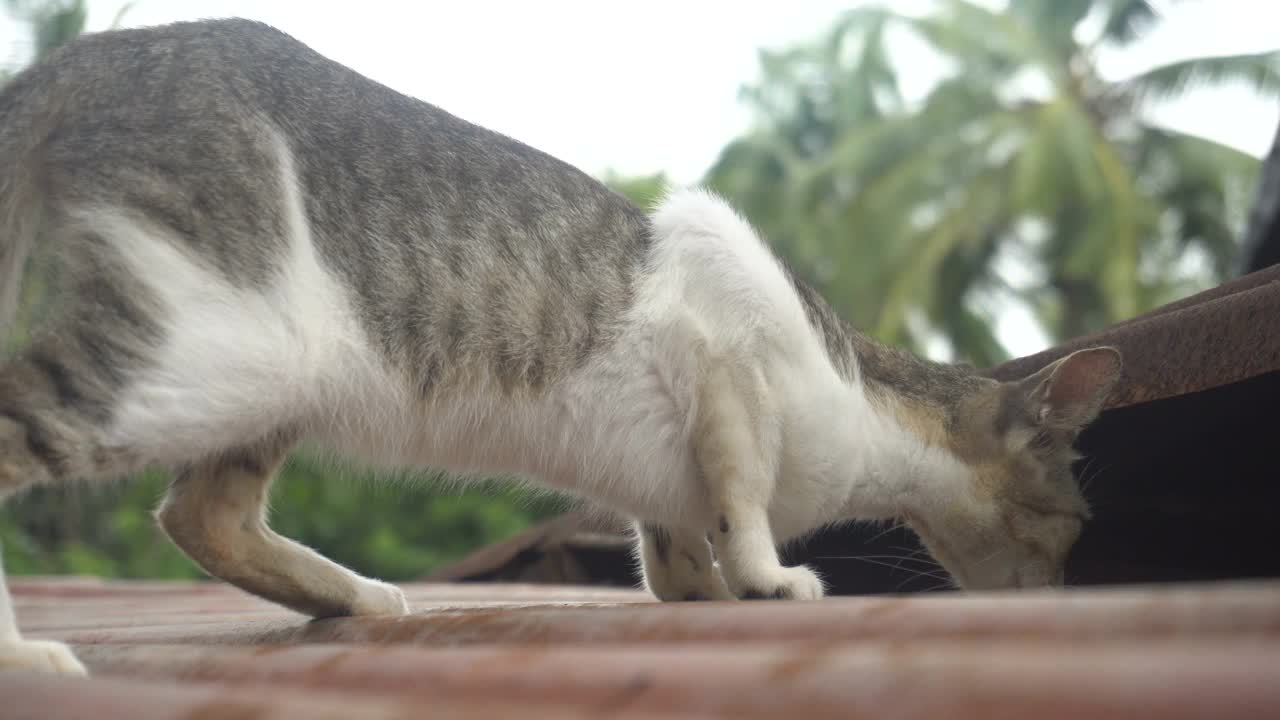 一只猫的肖像在户外漫游视频素材