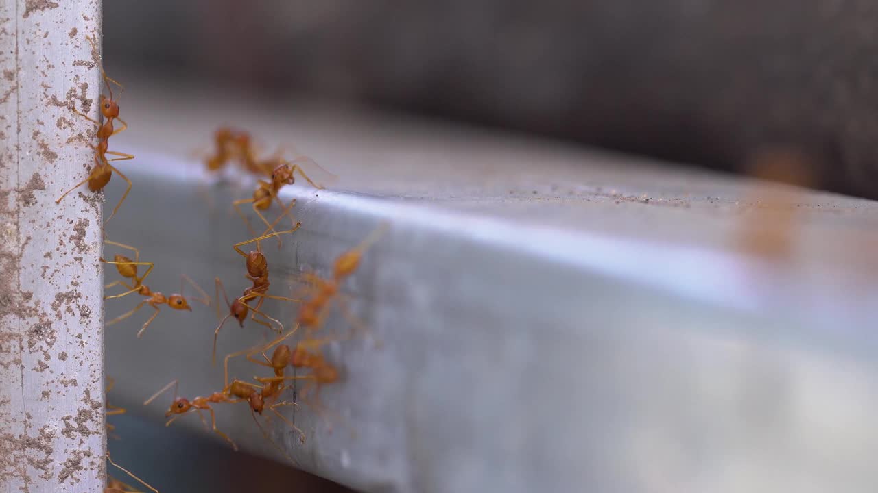 红蚂蚁群，蚂蚁桥团结团队，团队合作理念视频下载