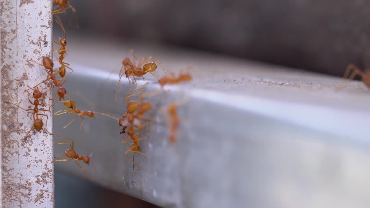 红蚂蚁群，蚂蚁桥团结团队，团队合作理念视频素材