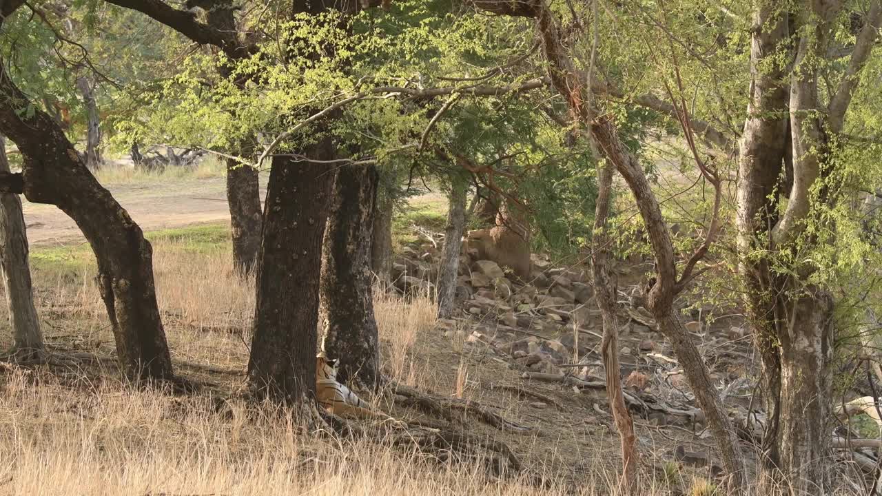 印度拉贾斯坦邦ranthambore国家公园或老虎保护区野生皇家孟加拉虎的宽镜头视频素材