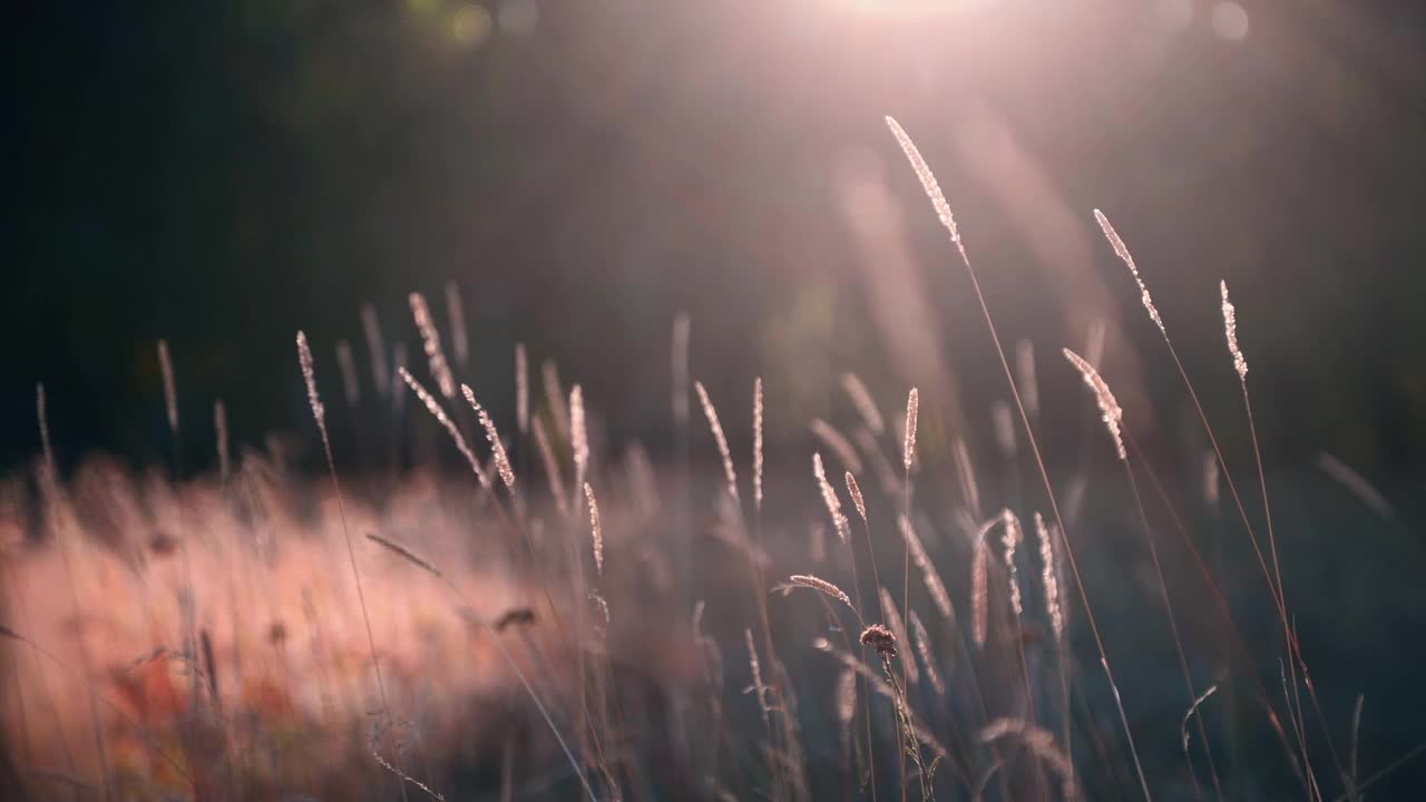 日落时森林草地上的秋草。视频素材