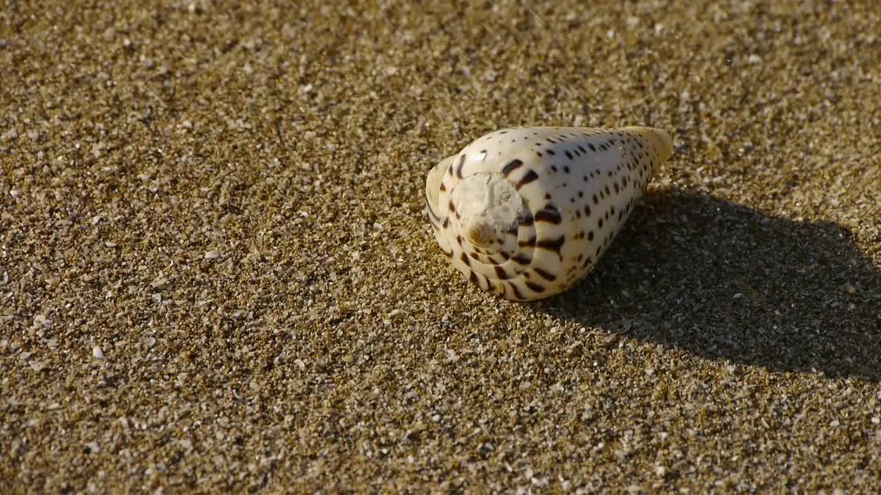 海螺在沙滩上，风吹沙视频素材