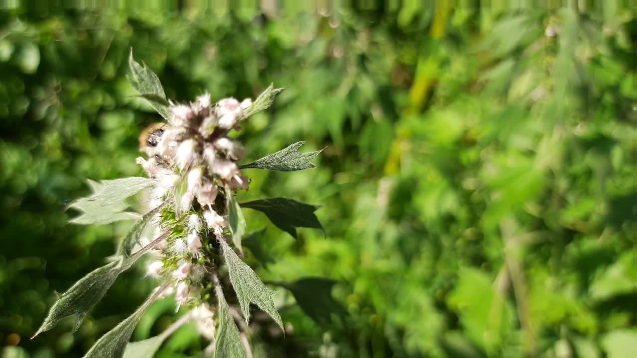 大黄蜂在益母草上采集花蜜视频素材