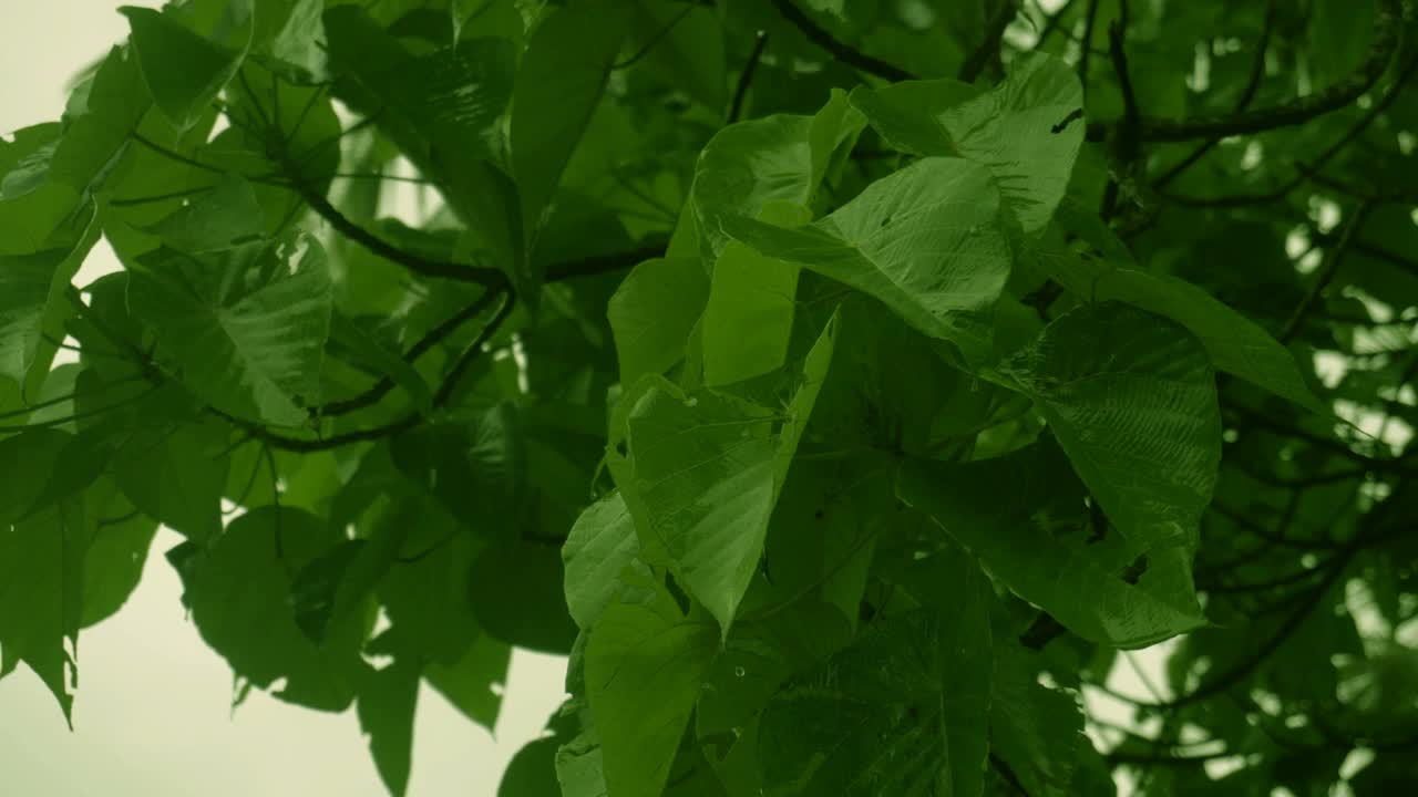 雨和绿叶背景视频素材