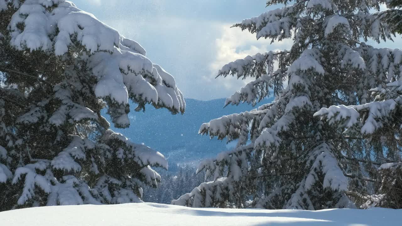 在寒冷明亮的日子里，冬天的山林里，松枝上覆盖着刚落下的雪。视频素材