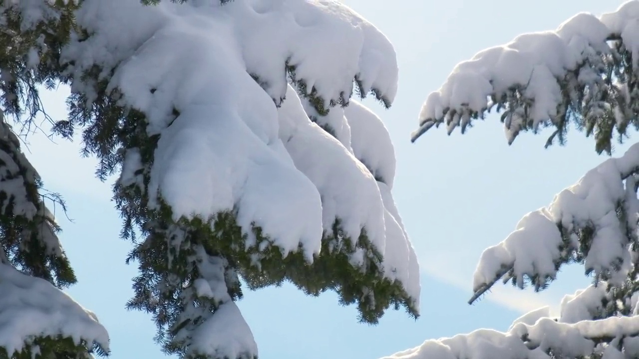 在寒冷明亮的日子里，冬天的山林里，松枝上覆盖着刚落下的雪。视频素材