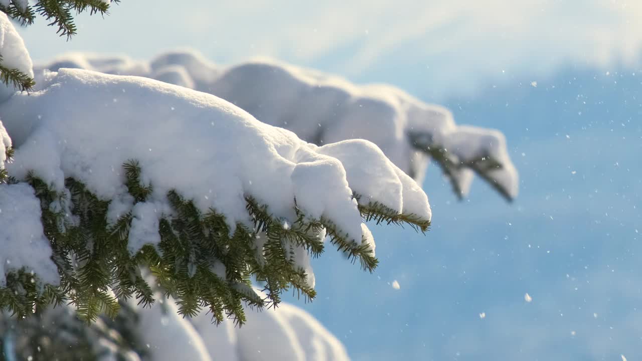 在寒冷明亮的日子里，冬天的山林里，松枝上覆盖着刚落下的雪。视频素材