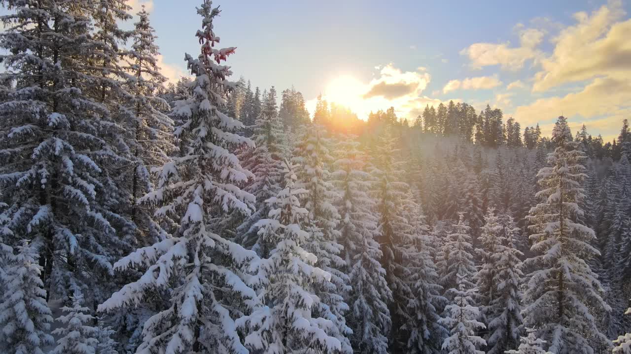 空中冬季景观与松树的雪覆盖森林在寒冷的山在日出。视频素材