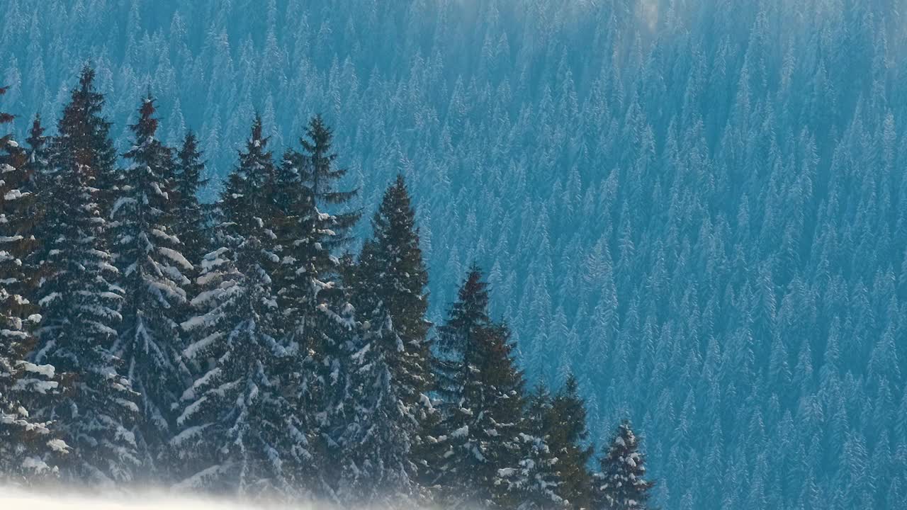 在寒冷明亮的冬日，高山森林里的大雪中，高大的常绿松树在狂风中摇摆。视频素材