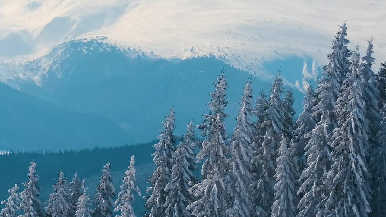 在寒冷明亮的冬日，高山森林里的大雪中，高大的常绿松树在狂风中摇摆。视频素材