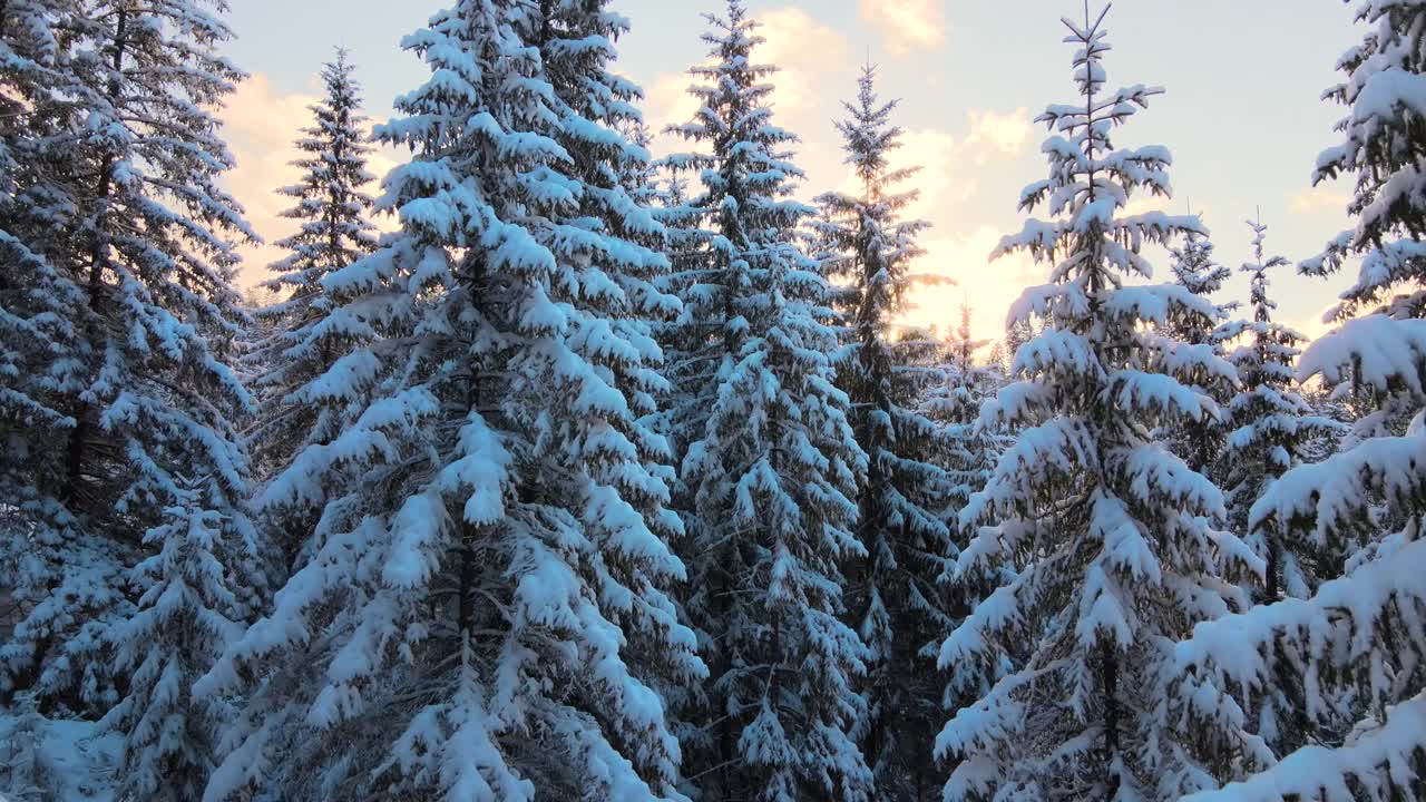 空中冬季景观与松树的雪覆盖森林在寒冷的山在日出。视频素材