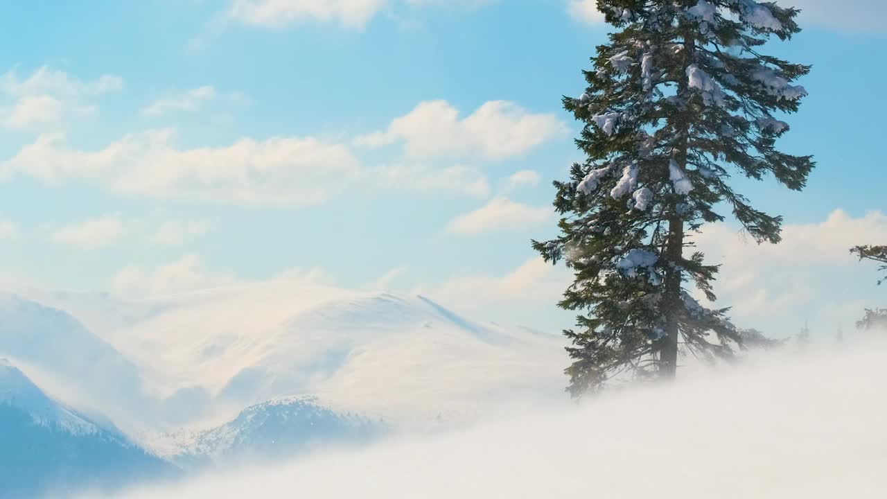 在寒冷明亮的冬日，高山森林里的大雪中，高大的常绿松树在狂风中摇摆。视频素材