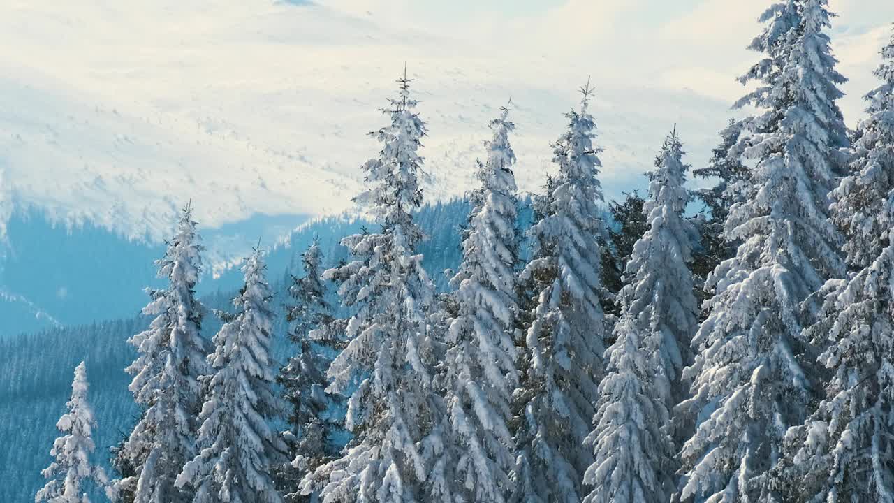 在寒冷明亮的冬日，高山森林里的大雪中，高大的常绿松树在狂风中摇摆。视频素材