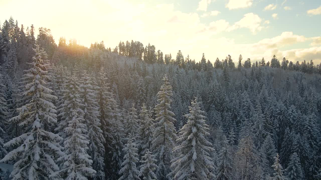 空中冬季景观与松树的雪覆盖森林在寒冷的山在日出。视频素材