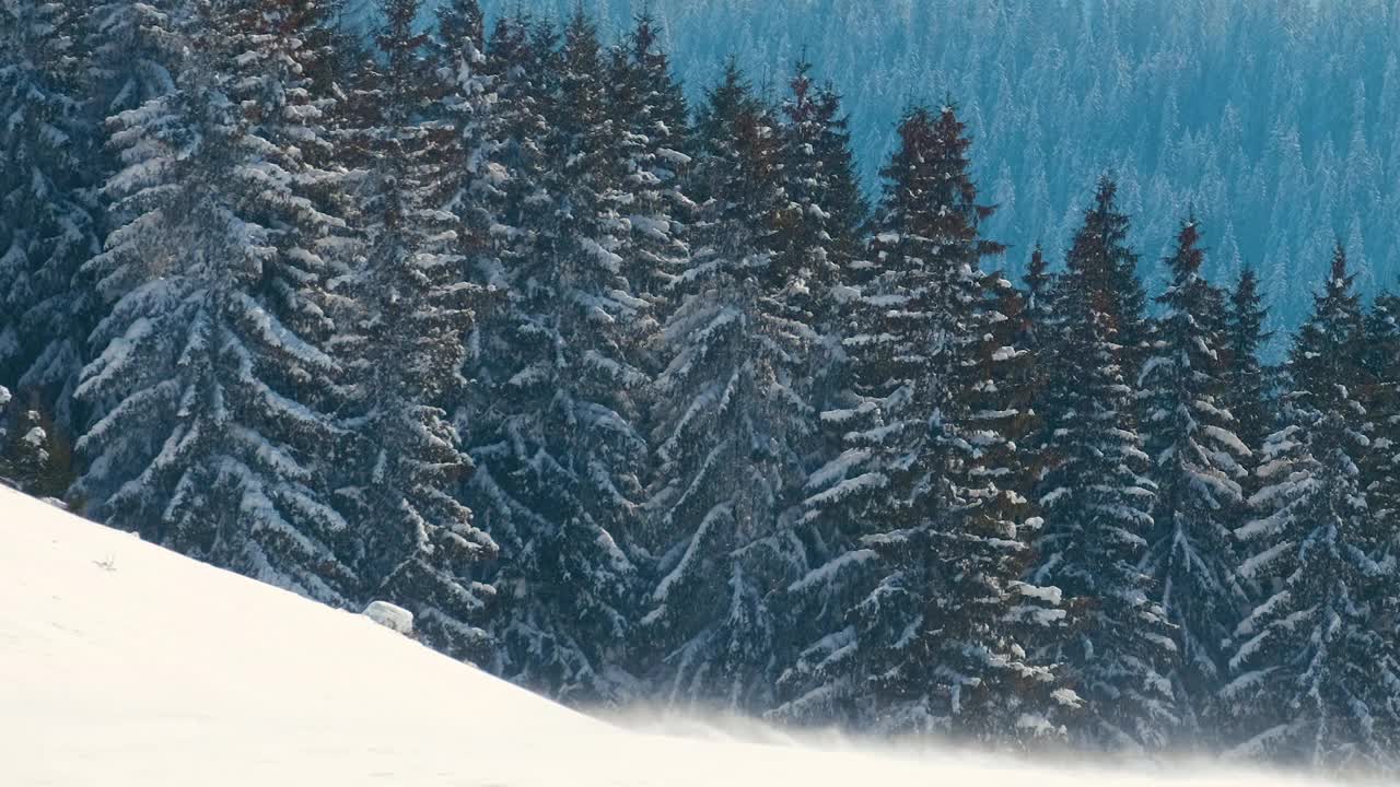 在寒冷明亮的冬日，高山森林里的大雪中，高大的常绿松树在狂风中摇摆。视频素材