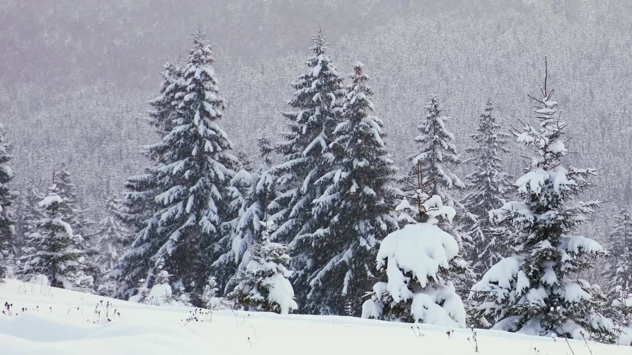 在寒冷宁静的夜晚，冬雪期间，常绿的松树被新鲜的雪覆盖。视频素材