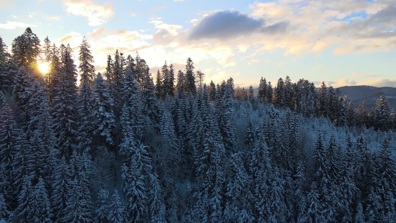 空中冬季景观与云杉树的雪覆盖森林在寒冷的山在晚上。视频素材