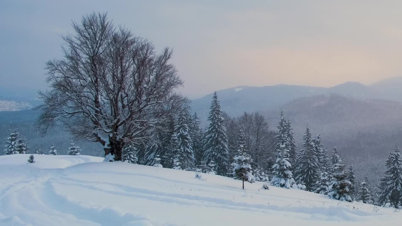 寒冷宁静的夜晚，冬雪纷飞的山林中，常绿的松树被新雪覆盖。视频素材