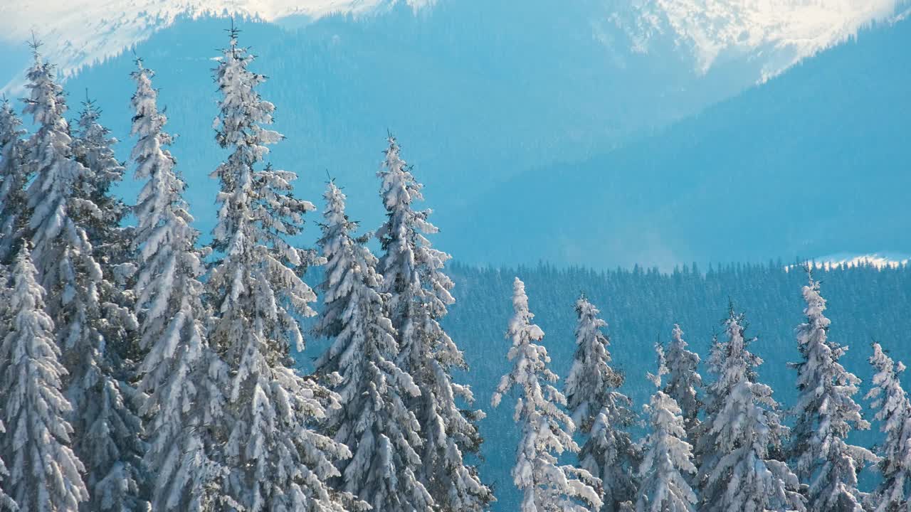 在寒冷明亮的冬日，高大的常绿松树覆盖着刚落下的雪。视频素材