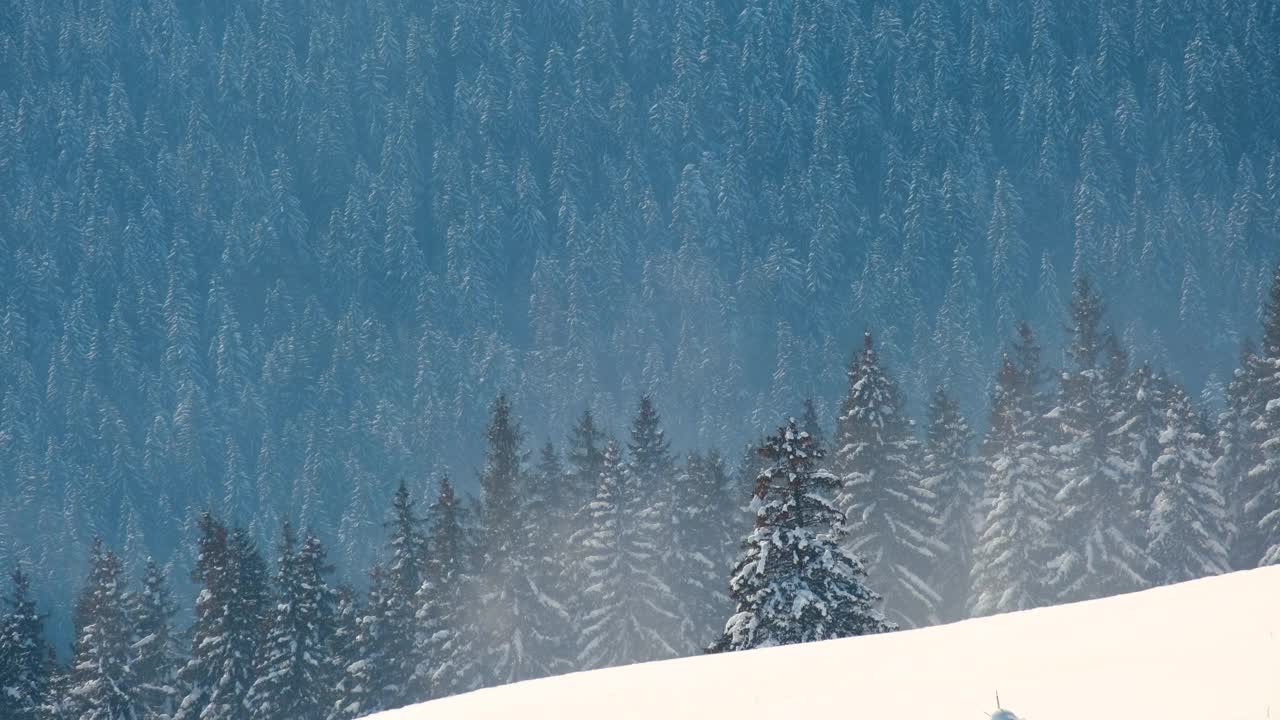 在寒冷明亮的冬日，高山森林里的大雪中，高大的常绿松树在狂风中摇摆。视频素材